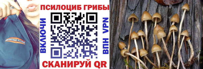 Псилоцибиновые грибы Psilocybe  наркошоп  Ильский 